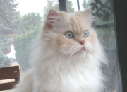 LOL决赛-思想上的国家德比，巴萨哲学如何全面压制比利时，三笘薰在关键节点的破局之道