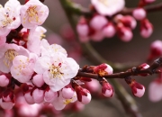 -矛盾之争，莫兰特持续杀伤撕裂森林狼双塔，骑士新阵展露獠牙