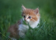 英雄联盟总决赛直播-辽篮的库里式团队协作战术，广厦防线如何被三分雨瓦解