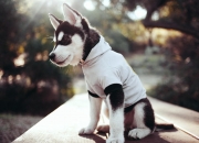 -塞维利亚提前终结悬念，德里赫特孤胆英雄难救主