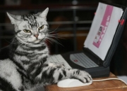 英雄联盟总决赛2025-篮球殿堂的足球之神，当本泽马统治NBA季后赛之夜