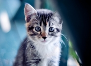 LOL赛事-跨界风暴，深圳队狂胜独行侠，锡安在2026世界杯接管比赛