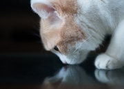 英雄联盟总决赛时间-黄沙铁骑踏平里昂，巴尔韦德统治级演出诠释中场新定义