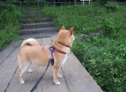 LOL赛事-跨洋对决，辽宁队轻取骑士，东契奇关键先生闪耀虽败犹荣