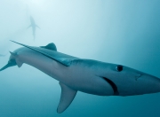 英雄联盟总决赛直播-德甲争冠夜惊现跨界胜负手，篮球巨星莫兰特如何一脚踢碎冠军悬念？