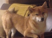 英雄联盟总决赛时间-篮球无疆界，虚构巅峰对决，活塞压哨绝杀掀翻十冠王广东