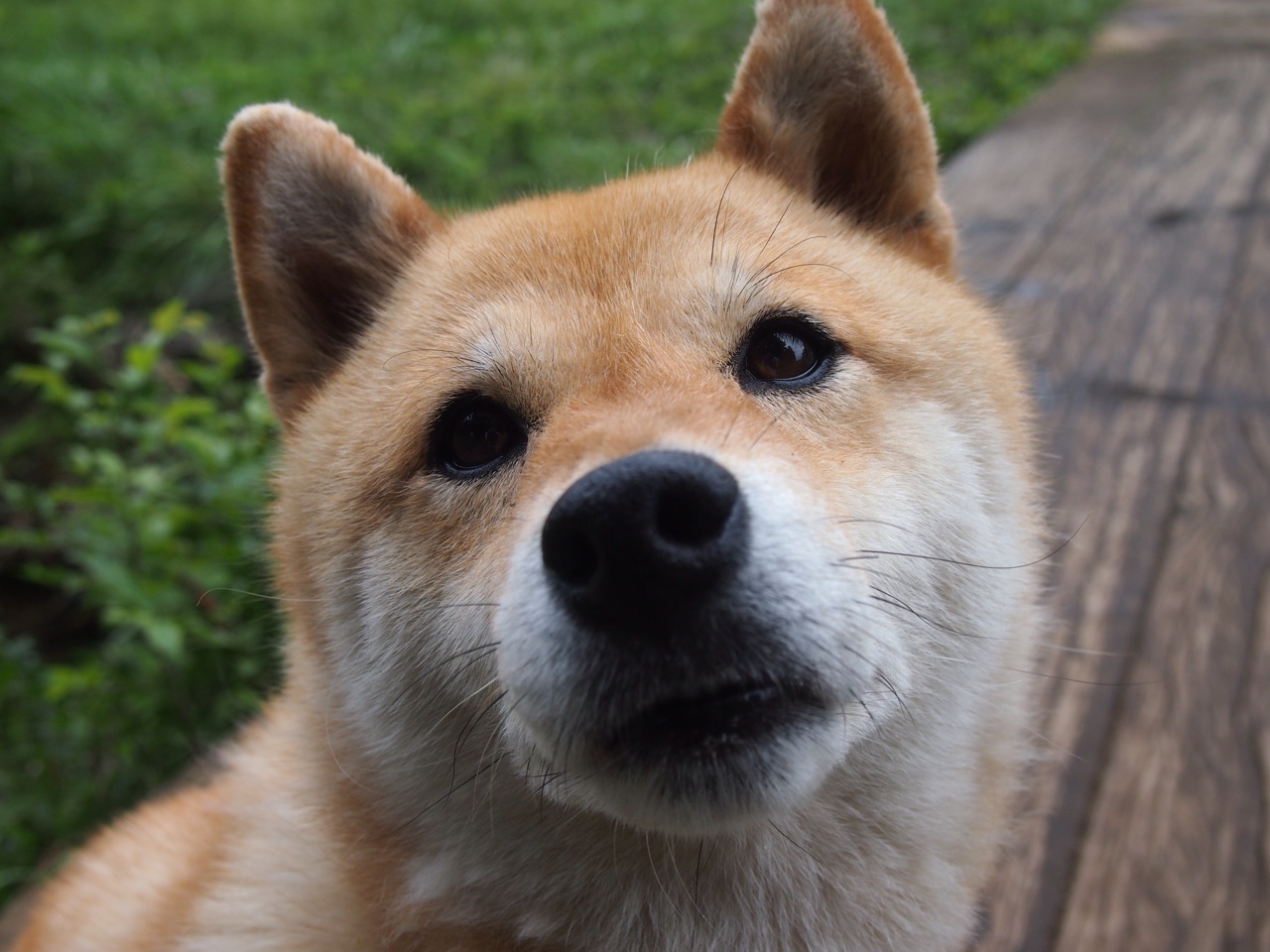 唯一对决,玻利维亚冷箭射落南非,于欧冠决赛之巅