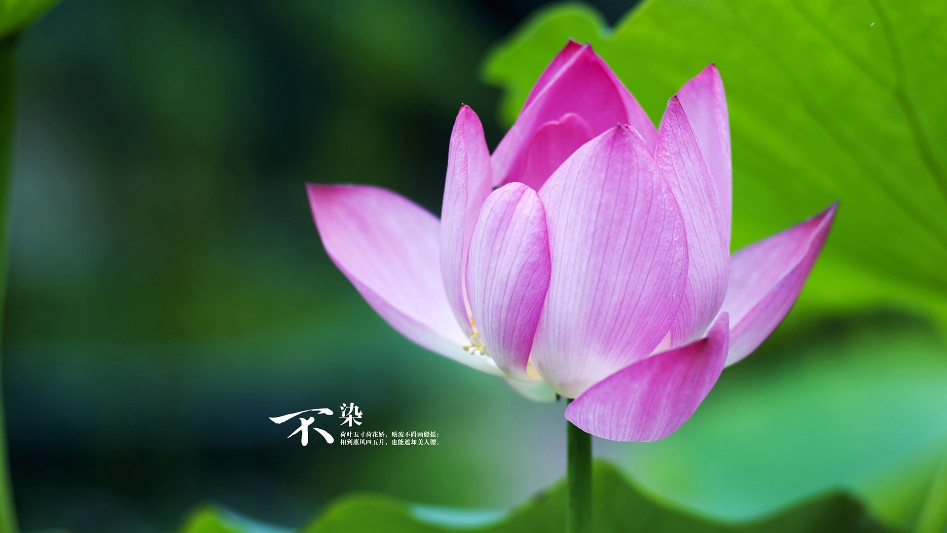 唯一在黑暗中发光的手,坎特与那场被遗忘的制胜