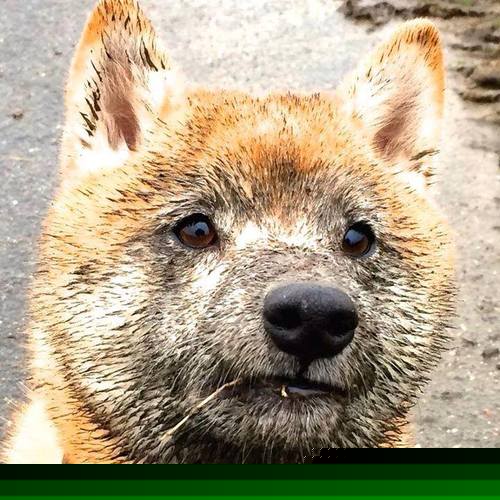 里程碑与逆袭,体育世界的个人传奇与团队意志