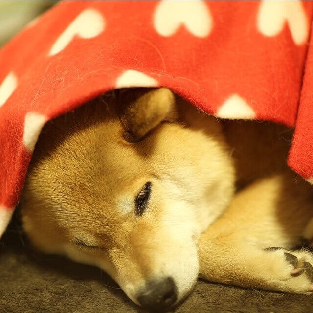 控制与撕裂，帕尔默的优雅与喀麦隆的狂野