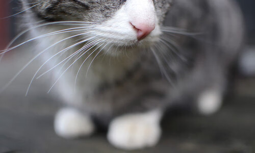 当东方遇见西方，森林狼在总决赛中击败北京队