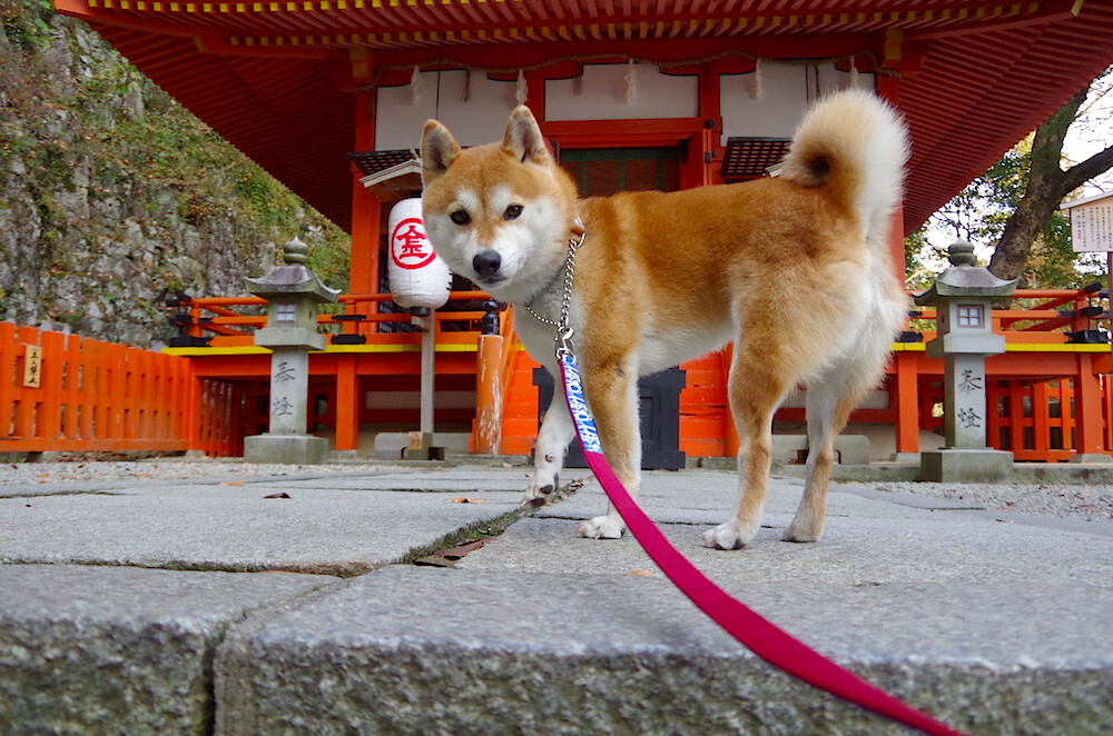 体育无疆界，当深圳队淘汰76人，西亚卡姆如何打爆防线改写篮球叙事