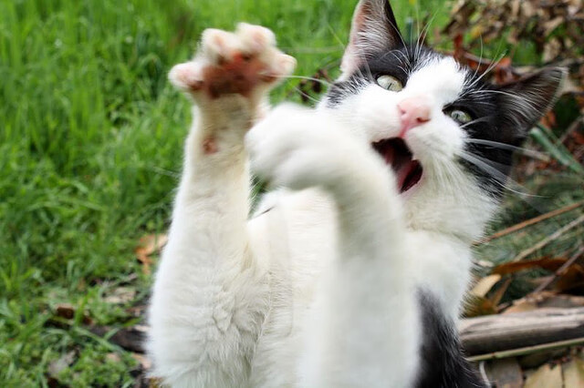 迟暮杀手的优雅收割