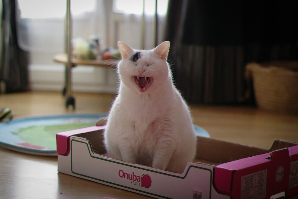 旧大陆新王登基！奥地利黄金一代力斩尤文，改写北美世界杯格局