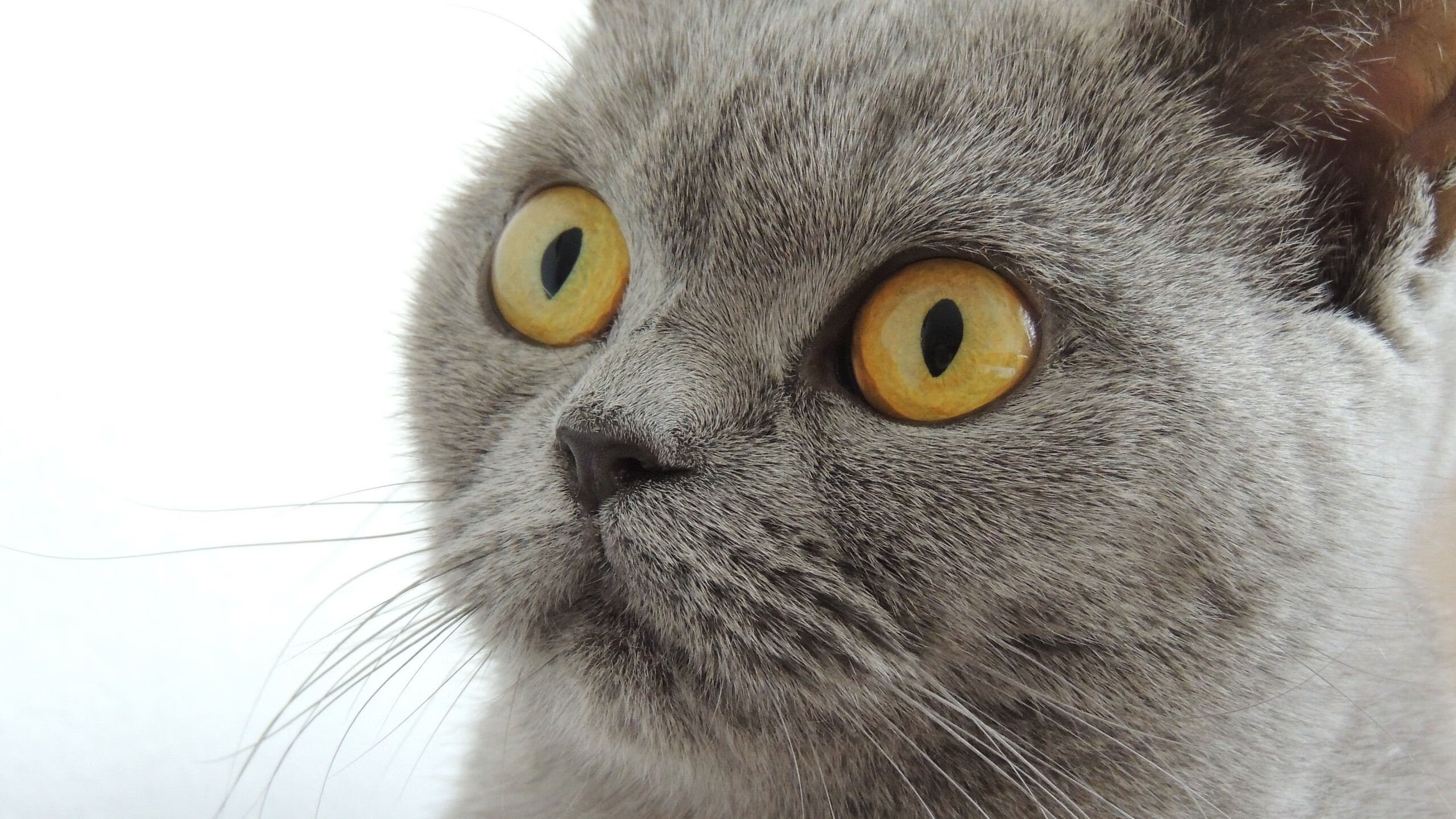 无解方程式，当特奥的右脚踏入新西兰的黄昏