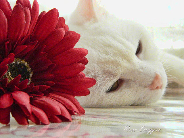 班凯罗一役封神！广东掀翻上海引爆CBA，赛后评分拉满成现象级焦点