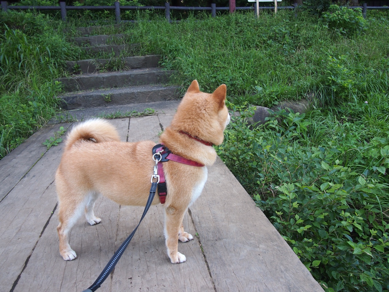 跨洋对决，辽宁队轻取骑士，东契奇关键先生闪耀虽败犹荣