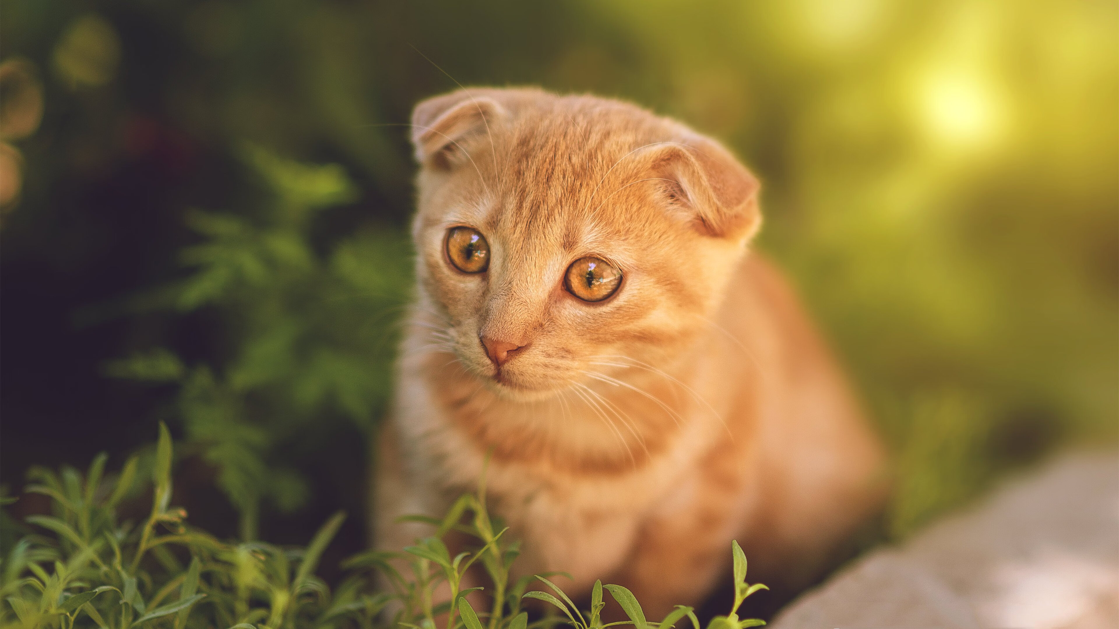 足球代码的重写者,当沙特用托尼的数据风暴将加拿大从世界杯版图上永久抹除