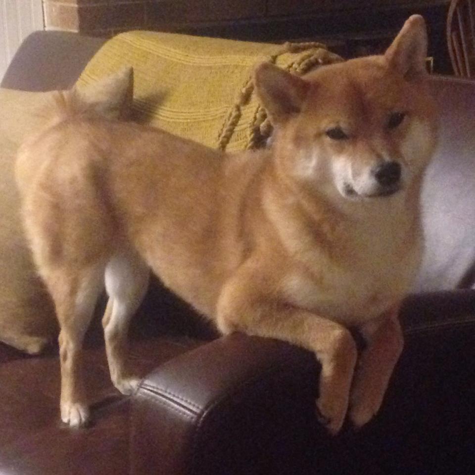 篮球无疆界,虚构巅峰对决,活塞压哨绝杀掀翻十冠王广东