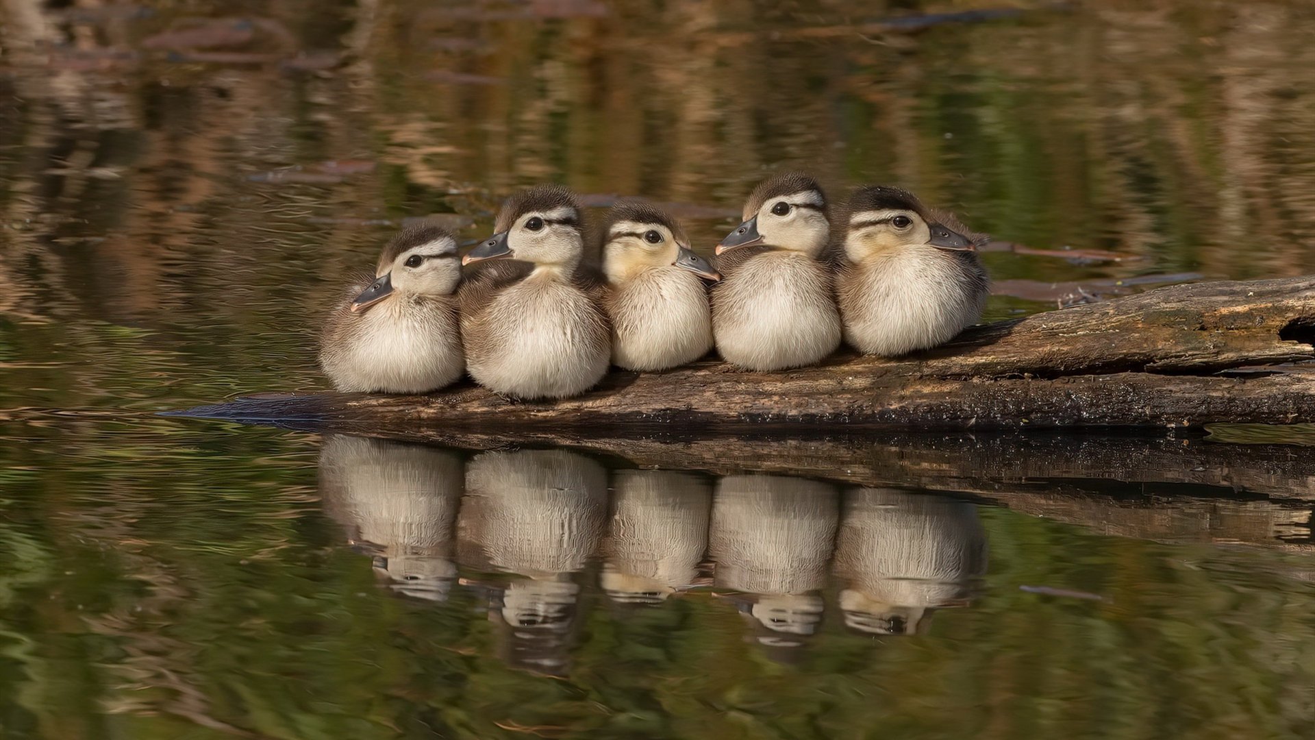 奥亚尔萨瓦尔，绿茵场上的交响指挥家，切尔西巅峰对决中引领节奏胜出巴拉圭