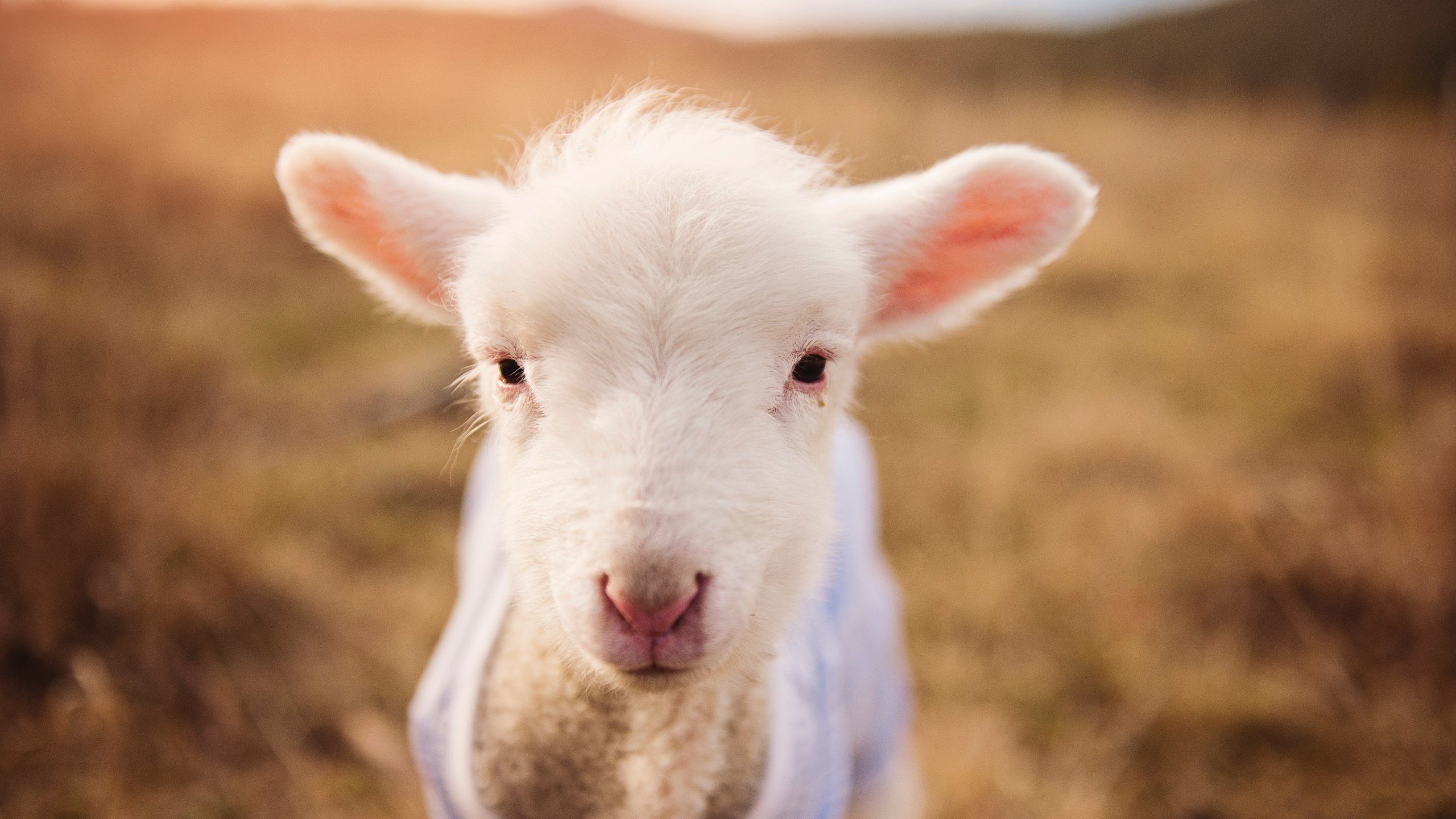 历史首场抢七，英格兰的十二码炼狱与重生之路
