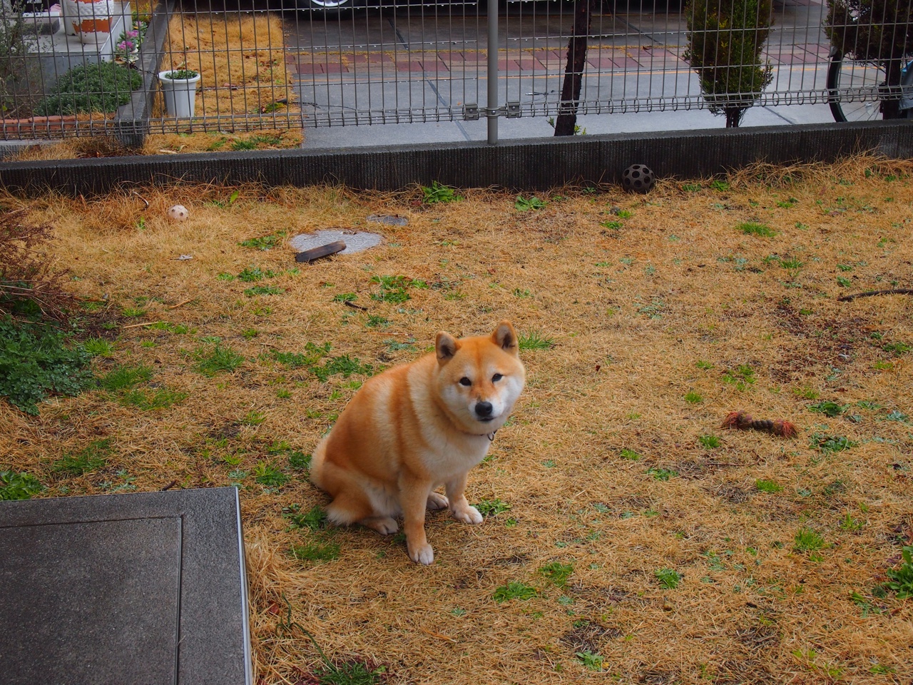 从暮色之狼到破晓之光，克里斯·保罗的救赎与明尼苏达的定音一锤